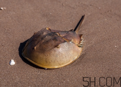 中華鱟可以養(yǎng)殖嗎？中華鱟怎么養(yǎng)