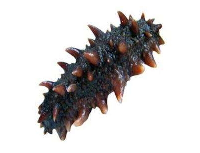 海參刺多好還是刺少好？海參沒(méi)有刺是怎么回事？