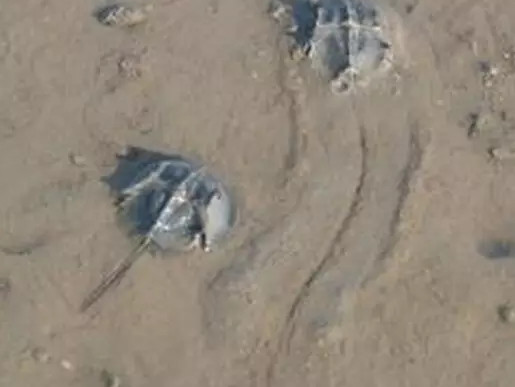 中華鱟能活多久？中華鱟最大能長多大