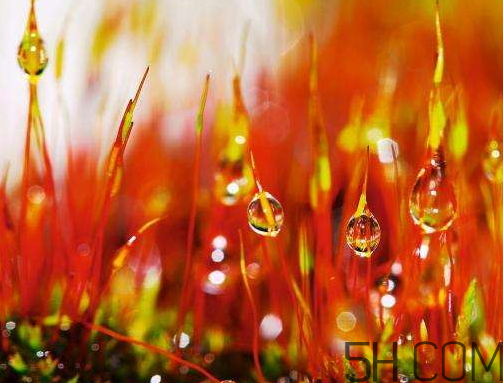 2017年寒露會下雨嗎？寒露下雨好嗎？