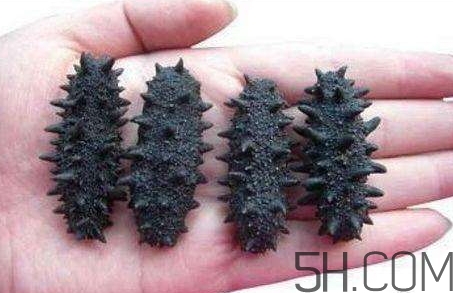 海參怎么挑？海參怎么選購？