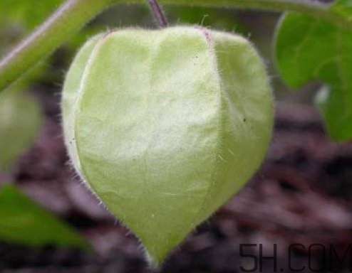 姑娘果是燈籠果嗎？姑娘果有幾種？