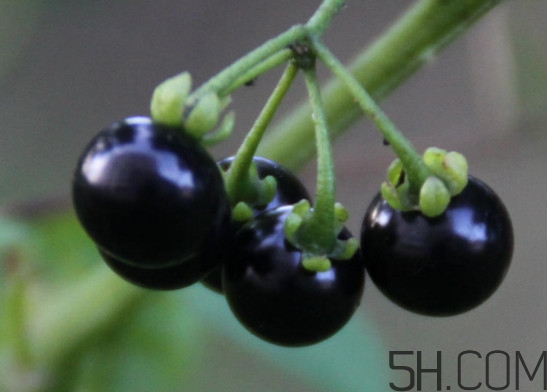 東北吃的黑黝黝學(xué)名叫什么？黑天天學(xué)名是什么