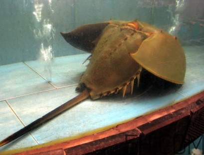 馬蹄蟹有毒嗎？馬蹄蟹能吃嗎