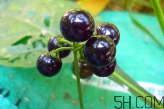 孕婦可以吃龍葵果嗎？龍葵果怎么泡酒