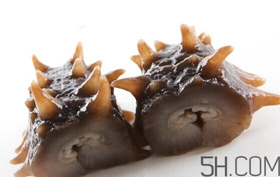 海參是海鮮嗎？海參是動物還是植物？