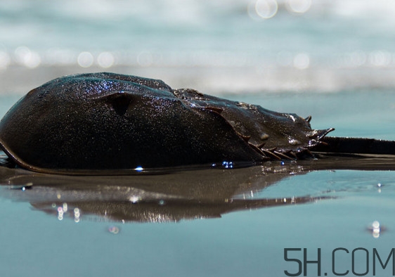 中華鱟可以養(yǎng)殖嗎？中華鱟怎么養(yǎng)