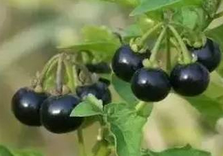 龍葵果有毒嗎？龍葵果怎么吃