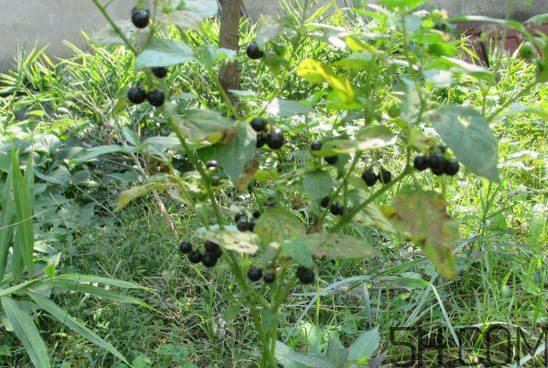 龍葵果可以吃嗎？龍葵果能不能當水果吃