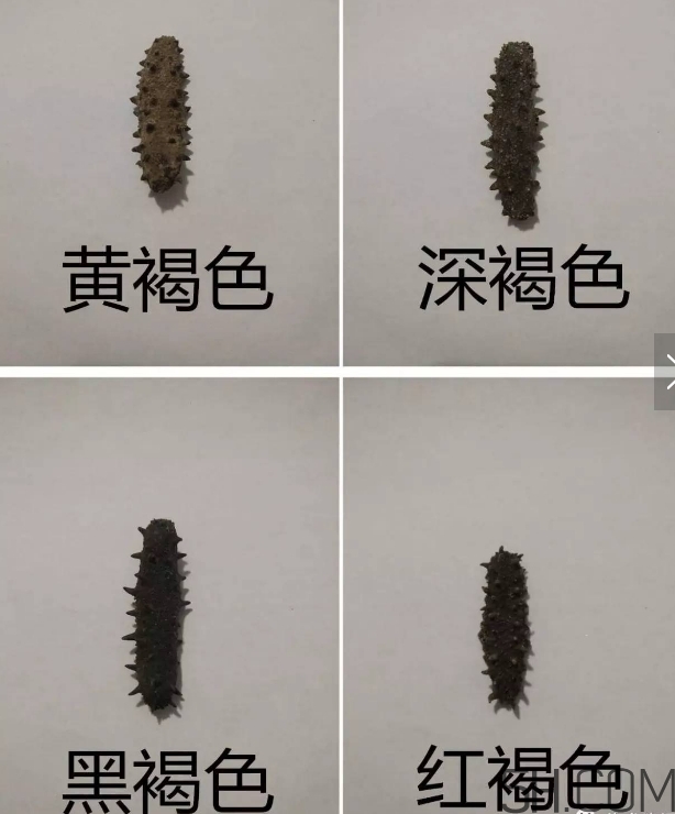 海參顏色深好還是淺好？海參顏色發(fā)白時怎么回事？