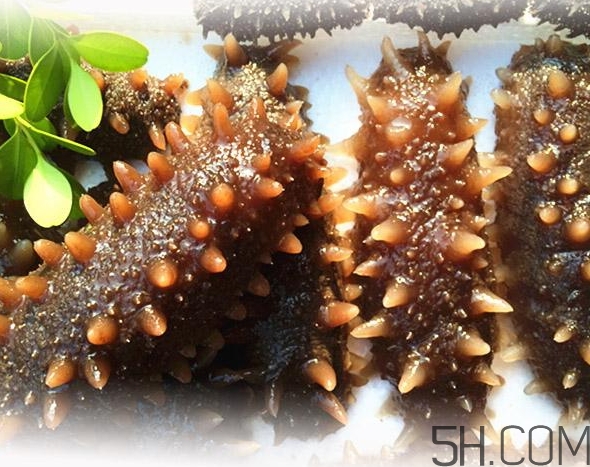 海參是酸性還是堿性？海參是涼性還是熱性？