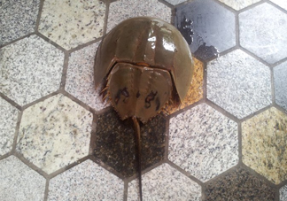 中華鱟多少錢一斤？中華鱟有什么藥用價值