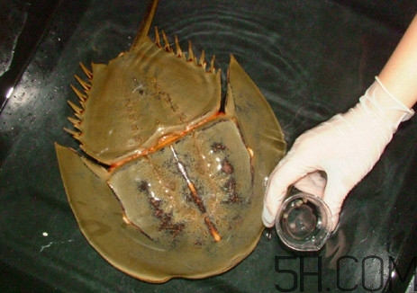 馬蹄蟹好吃嗎？馬蹄蟹怎么吃