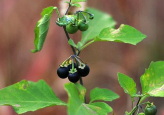 黑天天能吃嗎？黑天天泡蜂蜜好嗎