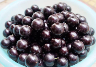 樹(shù)葡萄怎么種植？樹(shù)葡萄要多少年才掛果