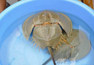 中華鱟能吃嗎？中華鱟怎么讀