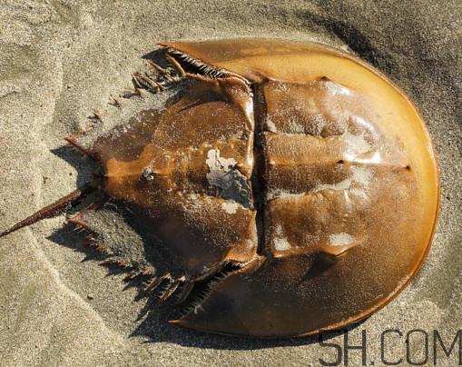 馬蹄蟹有毒嗎？馬蹄蟹能吃嗎