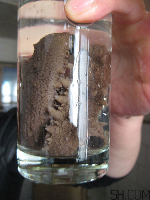 蘑菇和海參能一起吃嗎？蘑菇海參湯的做法