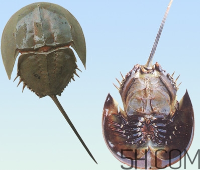 中華鱟有毒嗎？中華鱟的血是什么顏色？