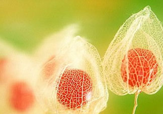 姑娘果能多吃嗎？姑娘果一次吃多少？