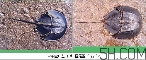 中華鱟是保護動物嗎？中華鱟和圓尾鱟的區(qū)別