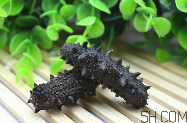 海參是越大越好嗎？海參的生長年限與營養(yǎng)價值有關(guān)嗎？