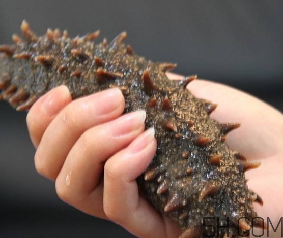 海參怎么挑？海參怎么選購？