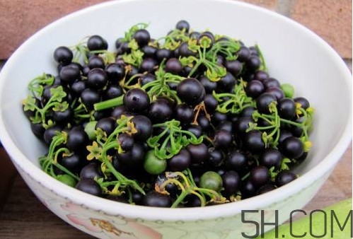 龍葵果有毒嗎？龍葵果怎么吃