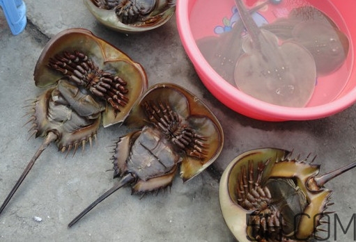 中華鱟有毒嗎？中華鱟的血是什么顏色？