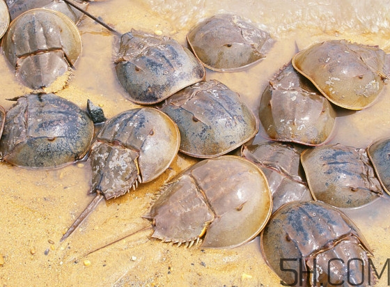 馬蹄蟹好吃嗎？馬蹄蟹怎么吃