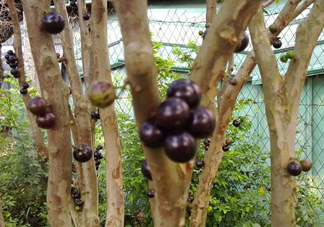 樹(shù)葡萄皮和核能吃嗎？樹(shù)葡萄多久結(jié)果