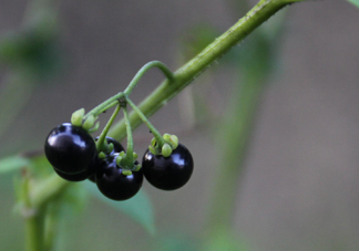 東北吃的黑黝黝學名叫什么？黑天天學名是什么