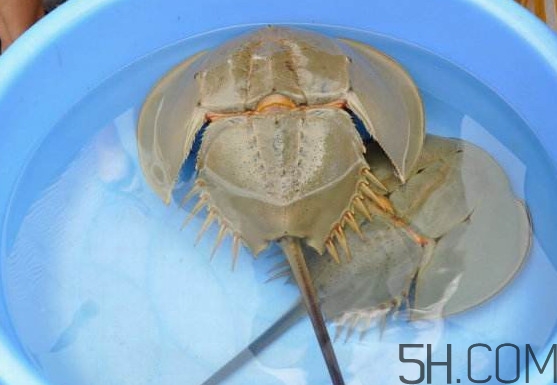 中華鱟能吃嗎？中華鱟怎么讀