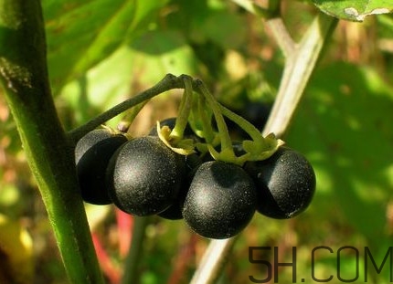 龍葵果可以治癌癥嗎？吃龍葵果有什么好處