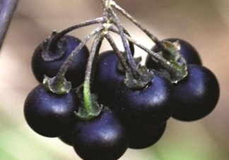 龍葵果可以吃嗎？龍葵果能不能當(dāng)水果吃