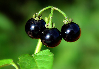 龍葵果泡酒有什么功能？龍葵果的功效與作用