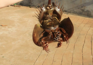 中華鱟有毒嗎？中華鱟的血是什么顏色？