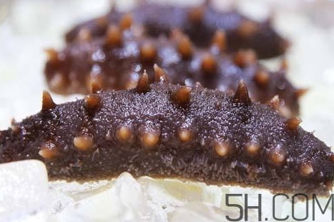 海參怎么挑？海參怎么選購？