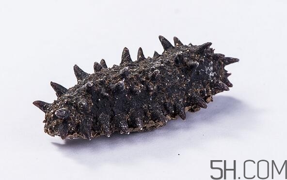 海參是越大越好嗎？海參的生長年限與營養(yǎng)價值有關(guān)嗎？