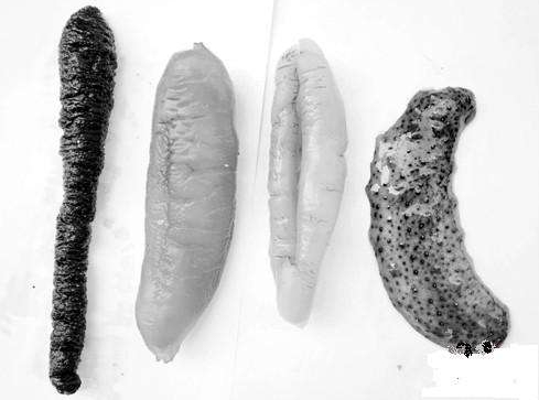 海參刺多好還是刺少好？海參沒(méi)有刺是怎么回事？