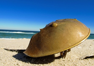 中華鱟能活多久？中華鱟最大能長(zhǎng)多大