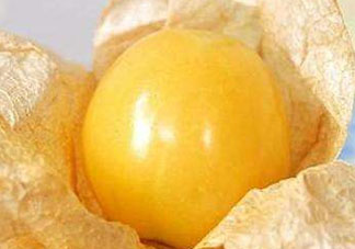 姑娘果是燈籠果嗎？姑娘果有幾種？