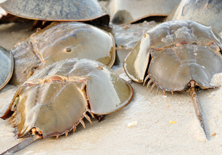 中華鱟可以養(yǎng)殖嗎？中華鱟怎么養(yǎng)