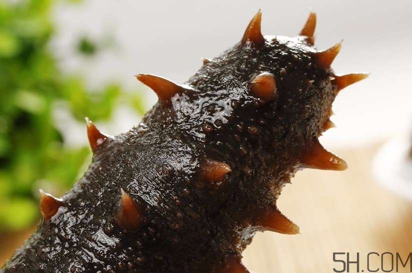 海參是海鮮嗎？海參是動物還是植物？