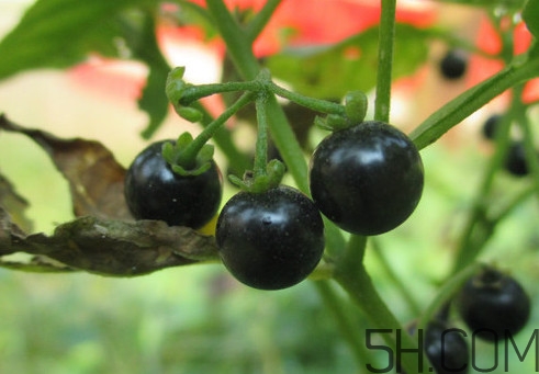 東北吃的黑黝黝學(xué)名叫什么？黑天天學(xué)名是什么