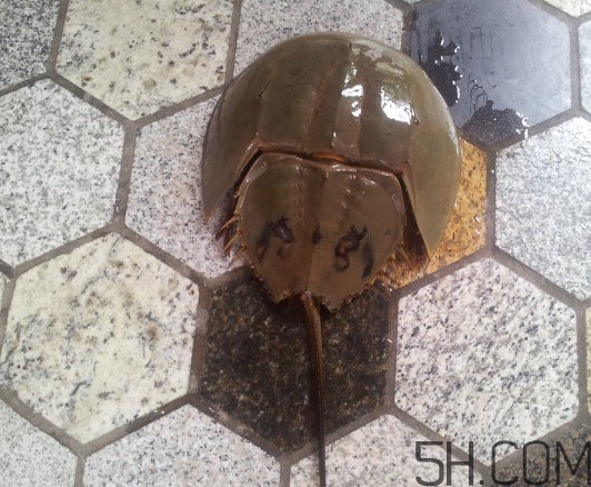 中華鱟多少錢一斤？中華鱟有什么藥用價(jià)值