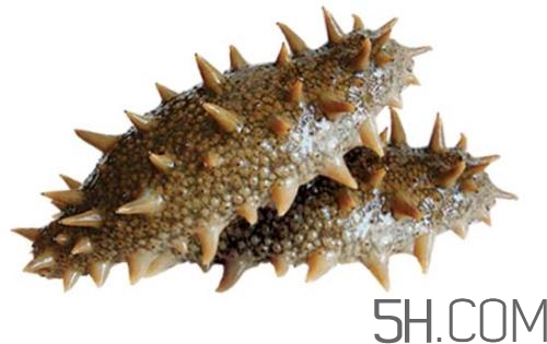 海參哪些部位不能吃？海參的禁忌人群