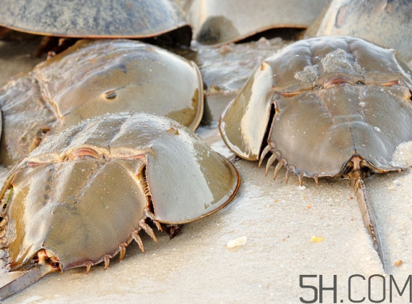 中華鱟可以養(yǎng)殖嗎？中華鱟怎么養(yǎng)