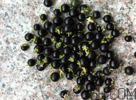 黑天天能吃嗎？黑天天泡蜂蜜好嗎