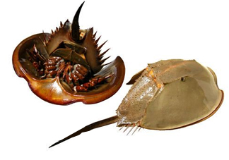 中華鱟是保護(hù)動(dòng)物嗎？中華鱟和圓尾鱟的區(qū)別